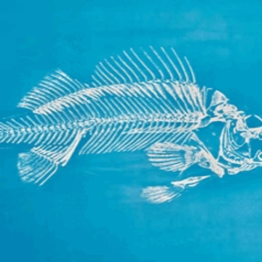 Unser neues Motiv: Fisch